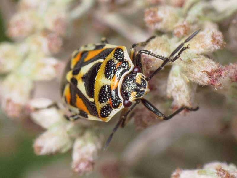 Eurydema (Eurydema) ornata (Linnaeus, 1758)